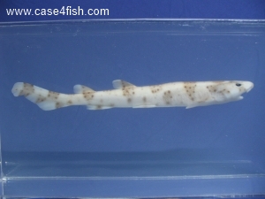 Foto Galerie/Carcharhiniformes/Scyliorhinus stellaris/Scyliorhinus stellaris_03_S.jpg